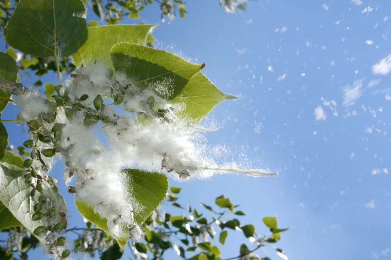 What Does Indoor Air Quality Have to Do With Allergies?