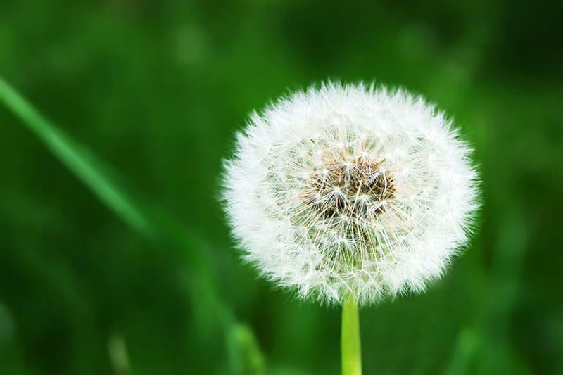 Does An AC Help With Allergies?