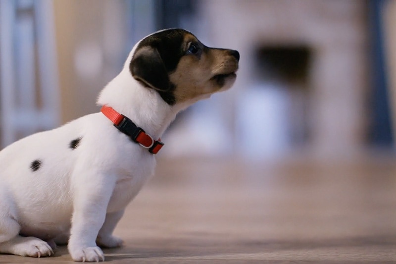 Video – Does Indoor Air Quality Affect My Pet?